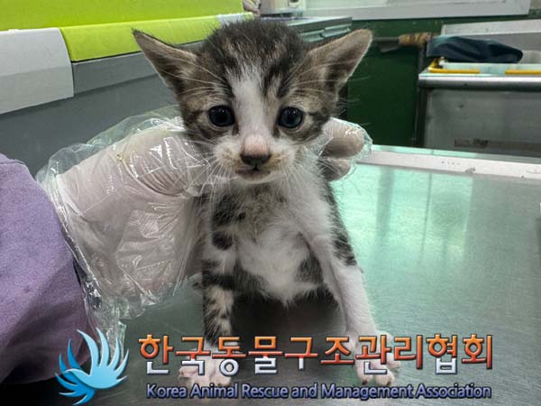 종료(자연사) 한국…